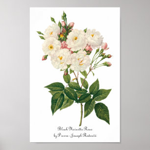 Póster El vintage florece Rubor floral Redoute subió