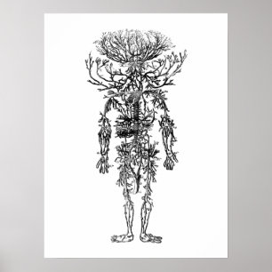 Póster El vintage humano de la anatomía de las arterias