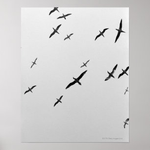 Póster El volar de los pájaros
