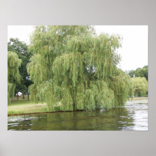Póster El Willow lloroso