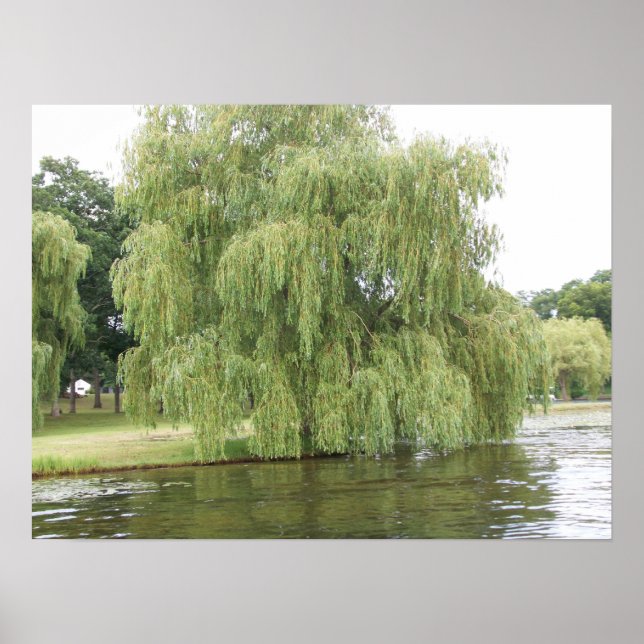 Póster El Willow lloroso (Frente)