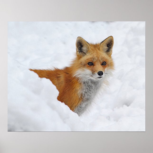 Póster El zorro rojo en la nieve (Frente)