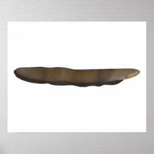 Póster Ela eléctrica