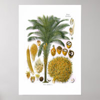 Elaeis guineensis (aceite de palma)