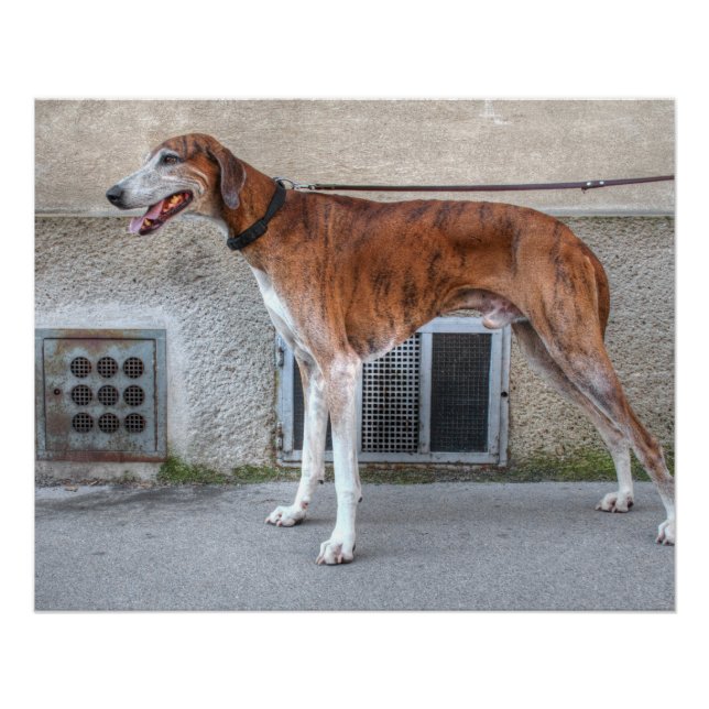 Póster Elder Brindle Greyhound (Anverso)