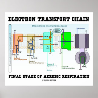 Póster Electron Transport Chain Final Stage Of Aerobic