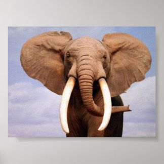 Póster Elefante