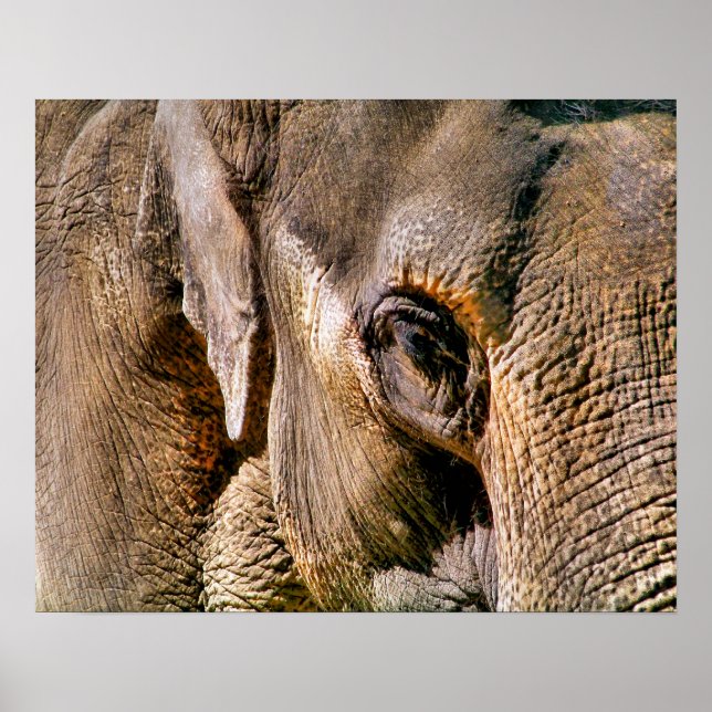 PÓSTER ELEFANTE (Frente)