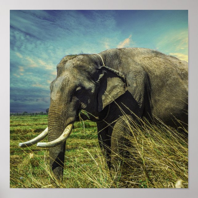 Póster Elefante (Frente)