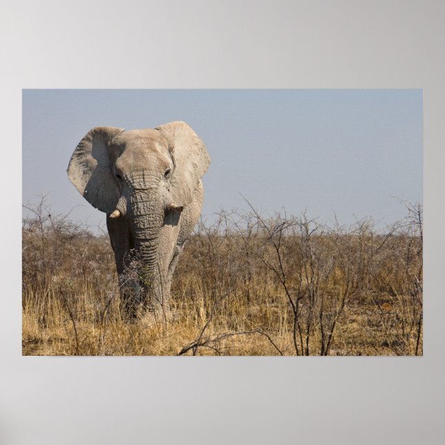 Póster Elefante (Frente)