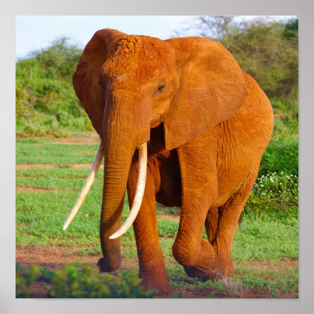 Póster Elefante (Frente)