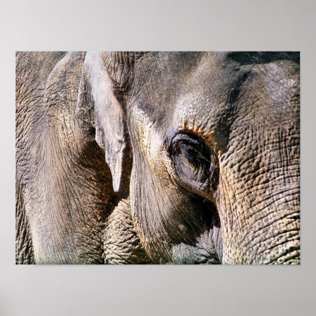 PÓSTER ELEFANTE (Frente)