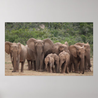 Póster Elefante