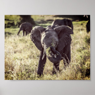 Póster Elefante