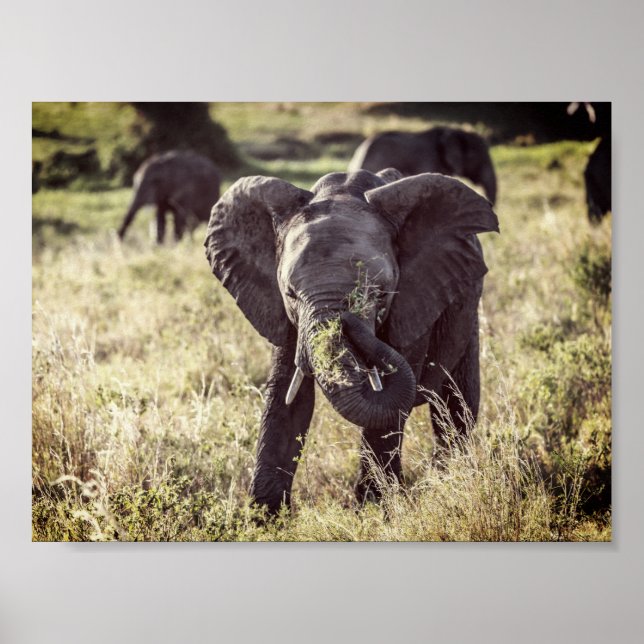 Póster Elefante (Frente)