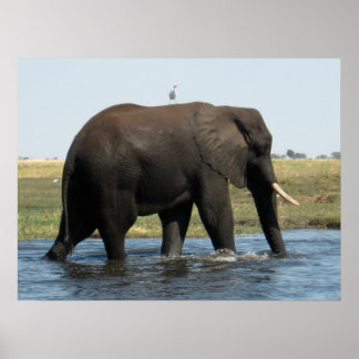 Póster Elefante
