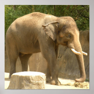 Póster elefante2 poster