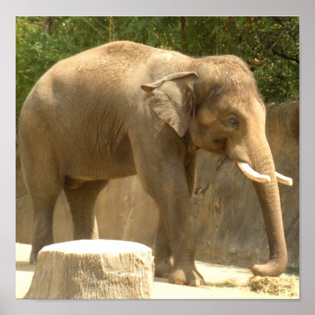 Póster elefante2 poster (Frente)