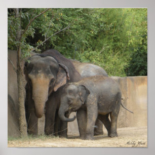 Póster elefante4 poster