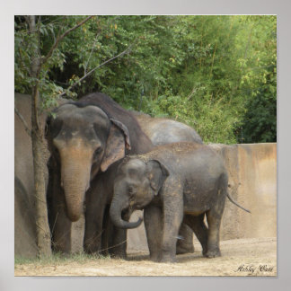 Póster elefante4 poster