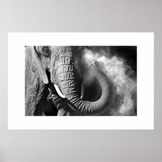 Póster Elefante 1