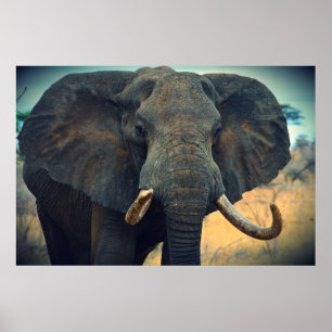 Póster Elefante Africano