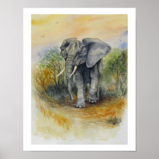 Póster Elefante africano