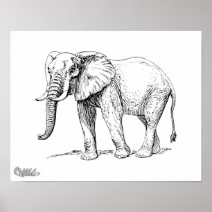 Póster Elefante Africano