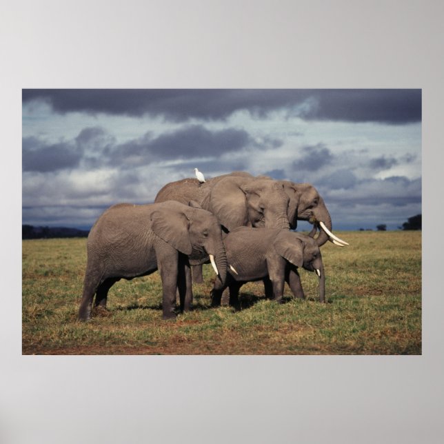 Póster Elefante Africano Bebé con familia (Frente)