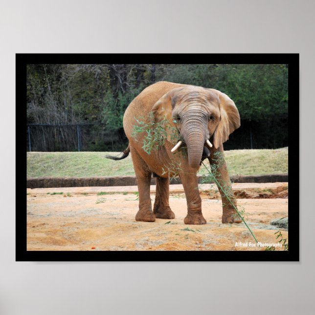 Póster Elefante africano comiendo (Frente)