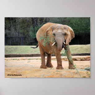 Póster Elefante africano comiendo
