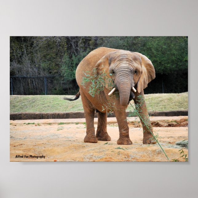 Póster Elefante africano comiendo (Frente)