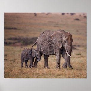 Póster Elefante africano con cría