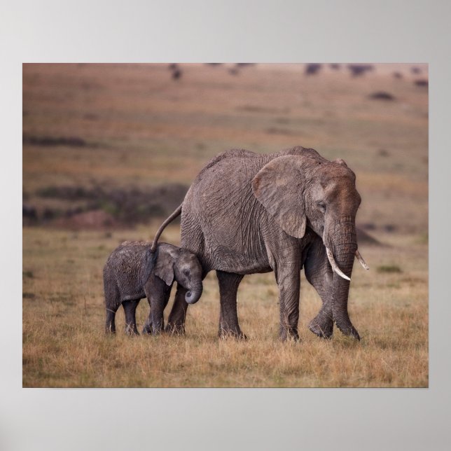 Póster Elefante africano con cría (Frente)