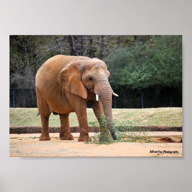 Póster Elefante africano en el parque (Frente)
