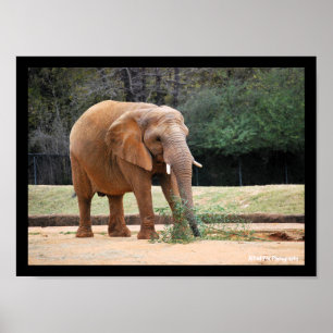 Póster Elefante africano en el parque