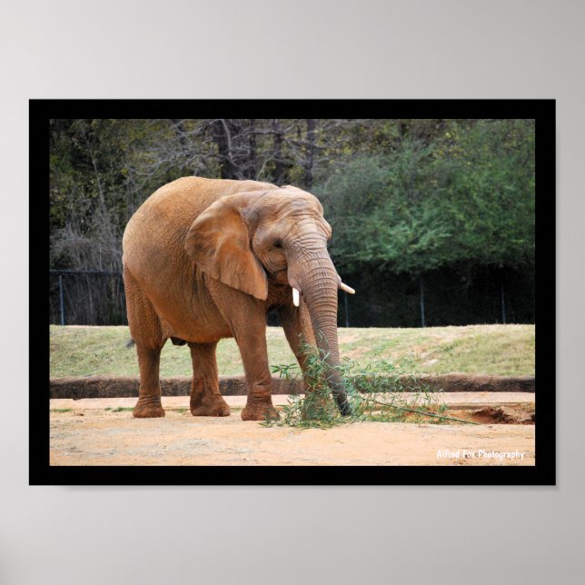 Póster Elefante africano en el parque (Frente)