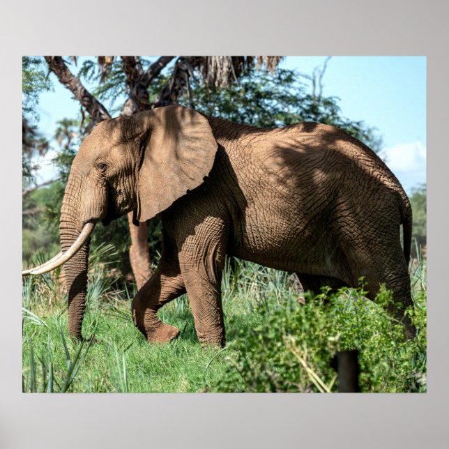 Póster Elefante africano en el Safari (Frente)