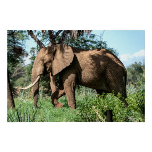Póster Elefante africano en el Safari