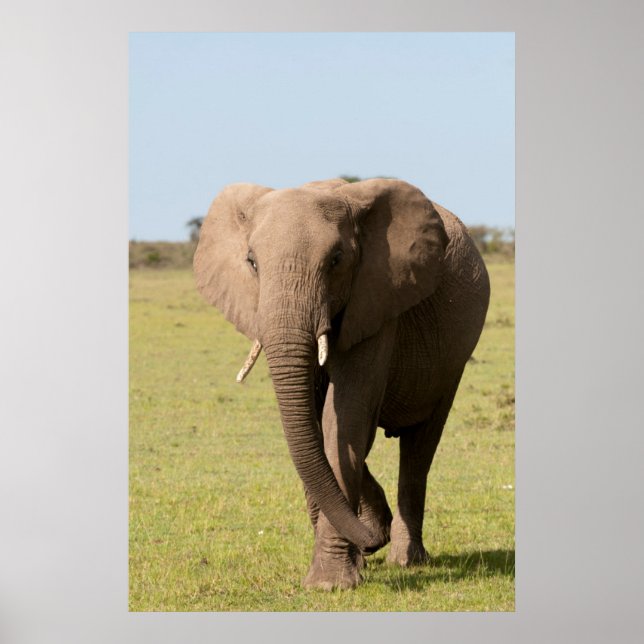 Póster Elefante Africano (Loxodonta Africana), Masai (Frente)