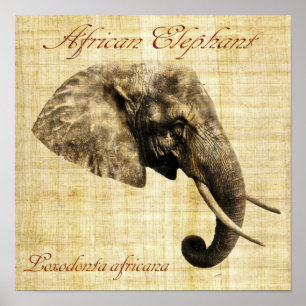 Póster Elefante africano (sin marco)