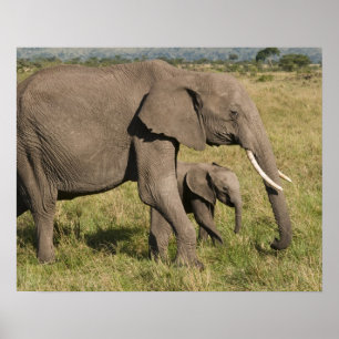 Póster Elefante africano y cachorro (Loxodonta africana),