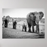 Elefante africano y ternera | Kenia, África