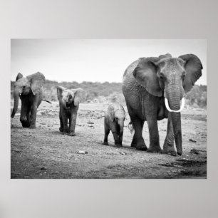Póster Elefante africano y ternera   Kenia, África