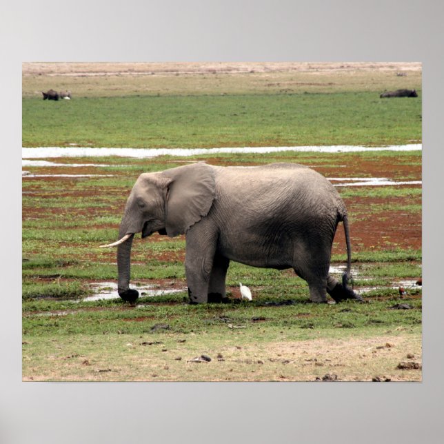 Póster elefante amboseli (Frente)
