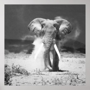 Póster Elefante antiguo