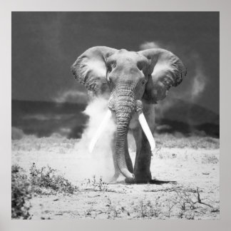 Póster Elefante antiguo