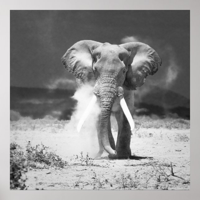 Póster Elefante antiguo (Frente)