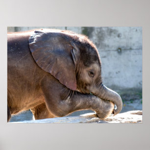 Póster Elefante bebé