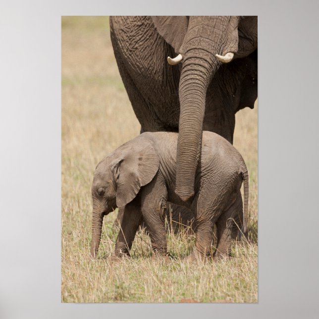 Póster Elefante bebé africano con madre (Frente)